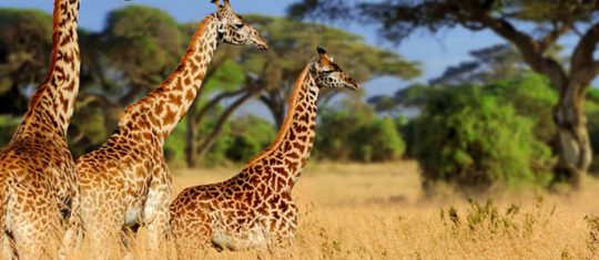 Safari en Afrique