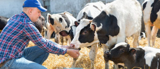 nutrition animale