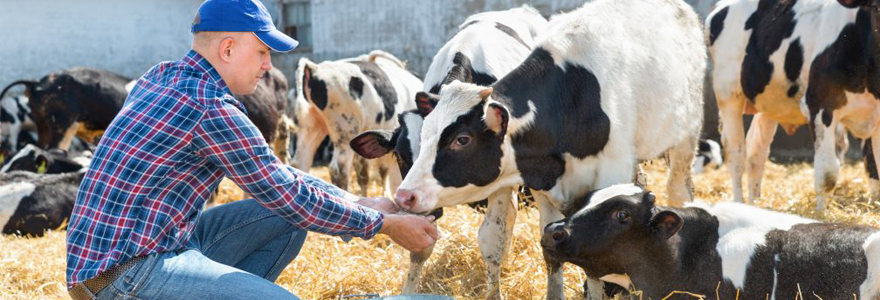 nutrition pour les ruminants