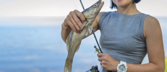 pêche au sandre