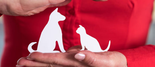 Assurance animaux en ligne