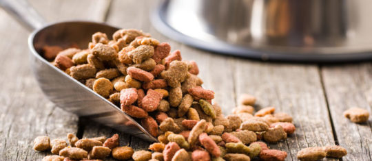 croquettes pour son chien
