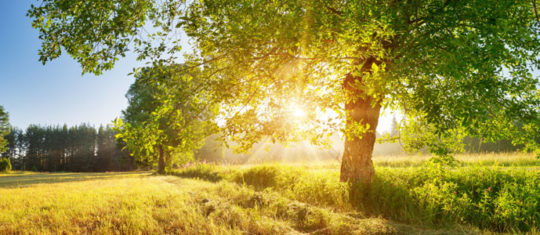 offrir un arbre