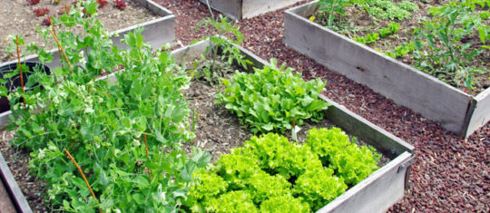 Jardin potager