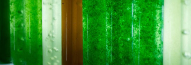 Tout savoir sur les microalgues marines