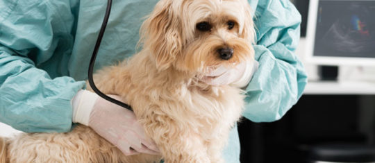 Mutuelle pour chien
