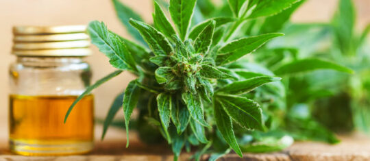 CBD