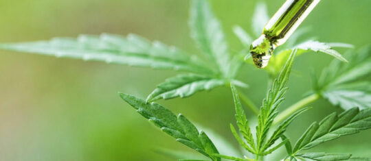 CBD
